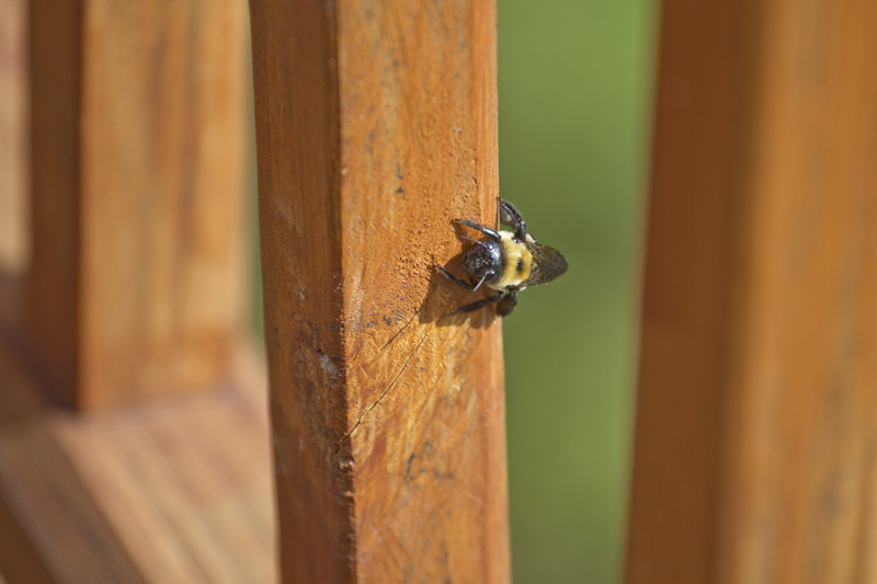 Summer pests