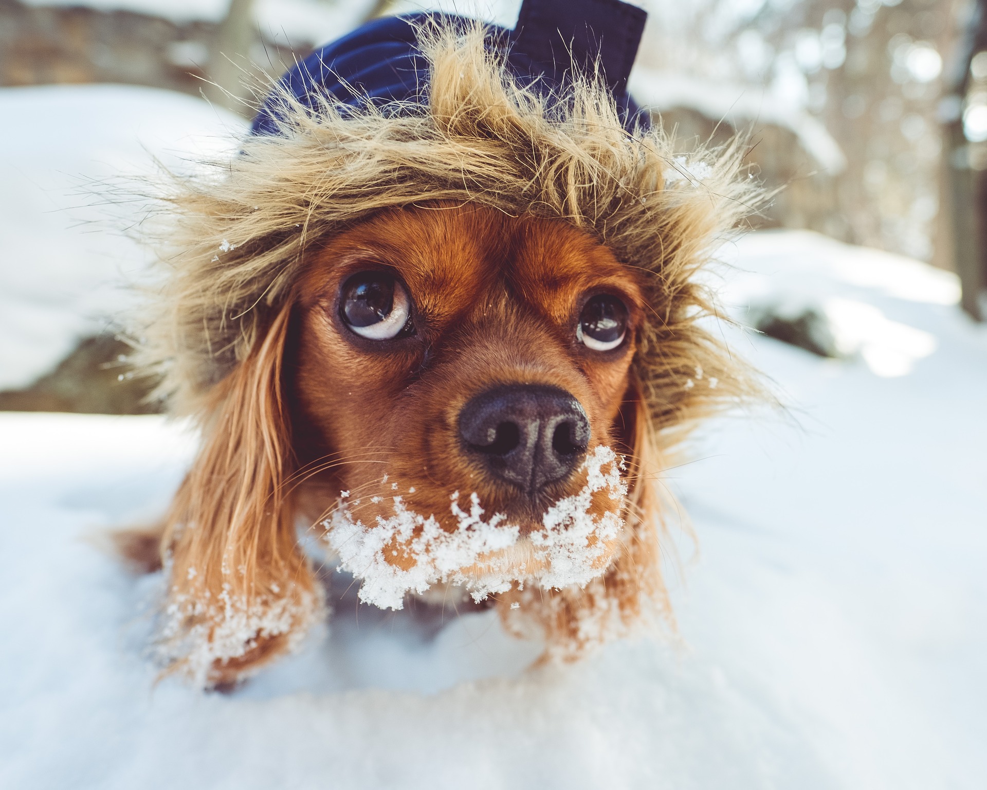 Protect Your Pets this Winter